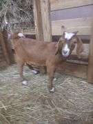 Brown & White Boer Nanny