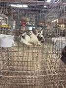 Brown & White Bunny