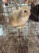 2 Bunnies