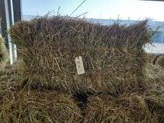 23 1st Grass (2025) Got Wet