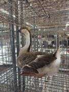 African Goose Hen