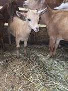 Tan Nigerian Dwarf Nanny - 2 Months Old