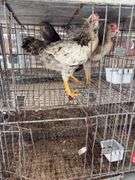 3 Easter Egger Roosters