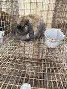Holland Lop Doe "Rozzy"