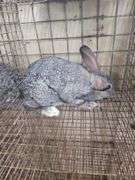 American Chinchilla Doe w/ Pedigree - 9 Wks Old