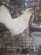 Bantam Laying Hen "Astrid"