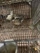 5 Celadon Quail
