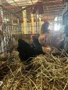 2 Laying Hens - 1 Jersey Giant "Gertie" & 1 Golden Comet "Comet"