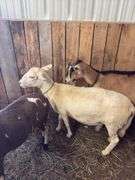 White Khatadin Ewe - 18 Months Old
