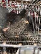 5 Plymouth Barred Rock Hens