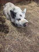 Boar Kune Kune Potbelly Juilanna Cross Pig