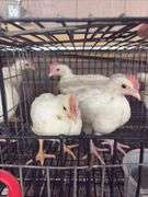 3 White Leghorn Cockerels