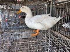 Pekin Drake