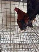 BB Red Banty Rooster