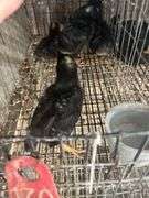5 Rustic Rock Pullets