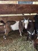 Brown & White Nigerian Dwarf Billy