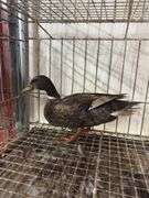 Mallard Drake