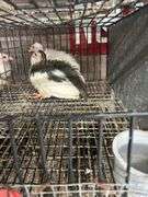 2 Guineas - 1 White 1 Pearl