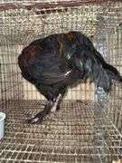 Black Copper Maran Rooster - From Dark Lines