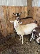 White Khatadin Ewe - 18 Months Old