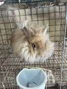 Peach English Angora Doe