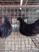 2 Ayam Cemani Hens