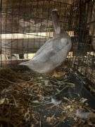 Silver Swedish Hen - 5-6 Months Old
