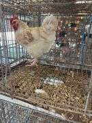 Rooster