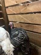 Hen Turkey