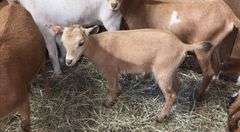 Tan Nigerian Dwarf Nanny - 2 Months Old