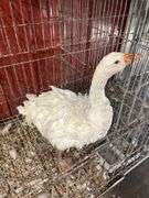 Curly Sebastopol Female Goose - 1 Yr Old - Very Sweet & Docile