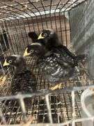 5 Rustic Rock Pullets