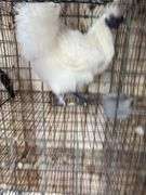 Silkie Rooster - 4 Mos Old
