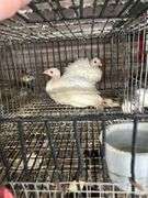 2 White Guineas