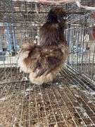 Silkie Rooster - 5 Mos Old - Show Quality
