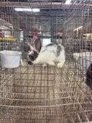 Brown & White Bunny