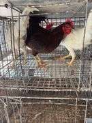 3 Roosters - 2 White Leghorn & 1 Rhode Island Rooster