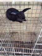 Flemish Mix Buck