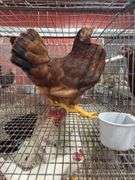 2 Rhode Island Red Pullets