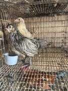 2 Ameraucana Pullets