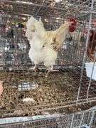 Rooster