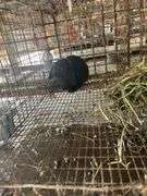 Holland Lop Buck