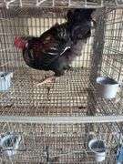 Easter Egger Rooster