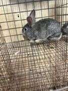 American Chinchilla Buck - 9 Wks Old