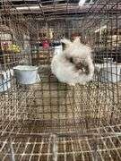 Lionhead Buck Proven 2 Years Old