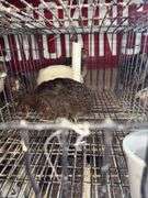 3 Coturnix Quail