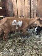 Red w/ White Spots Nigerian Dwarf Nanny