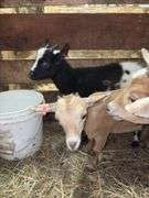 Tan Nigerian Dwarf Nanny - 2 Months Old