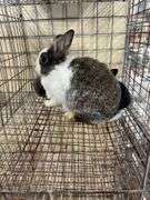 Lionhead Doe w/ 5 Bunnies - Sells As A Family