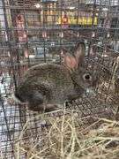 Chinchilla Rex Mix Doe w/ Feed